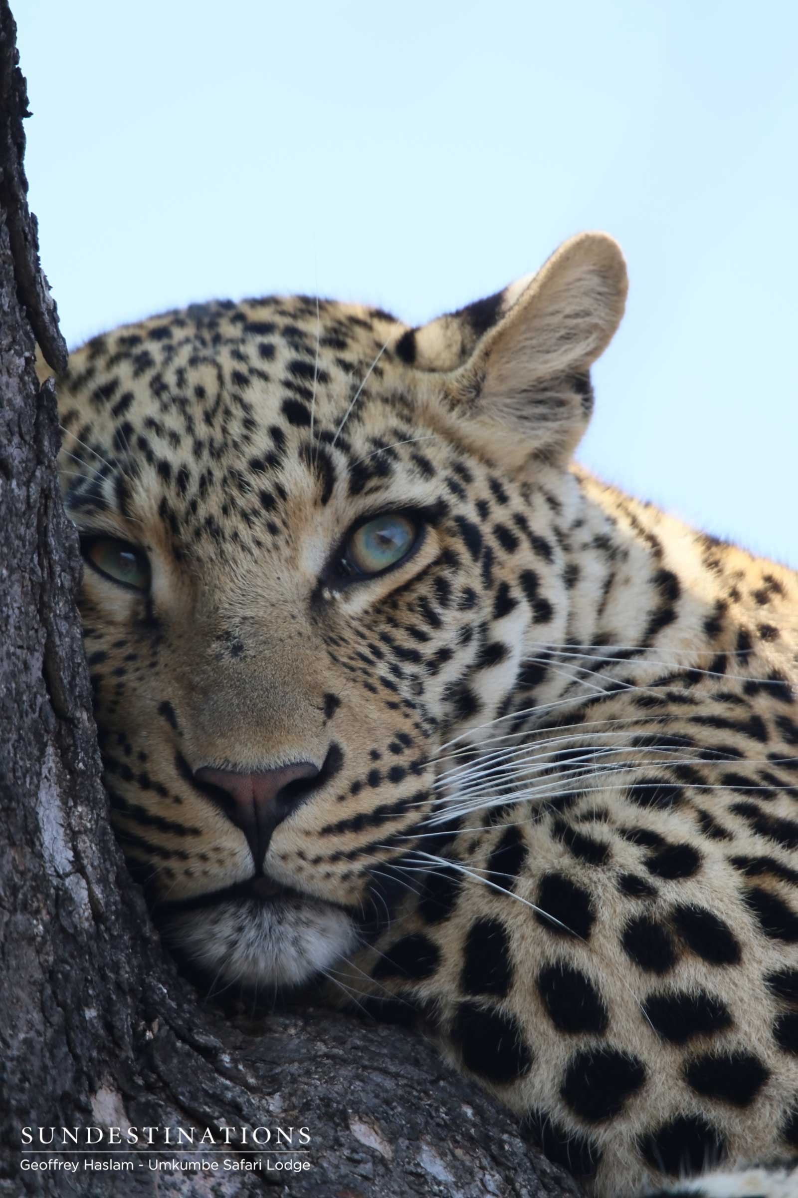 Male Cub Tatowa Sabi Sand Male Cub Tatowa Sabi Sand