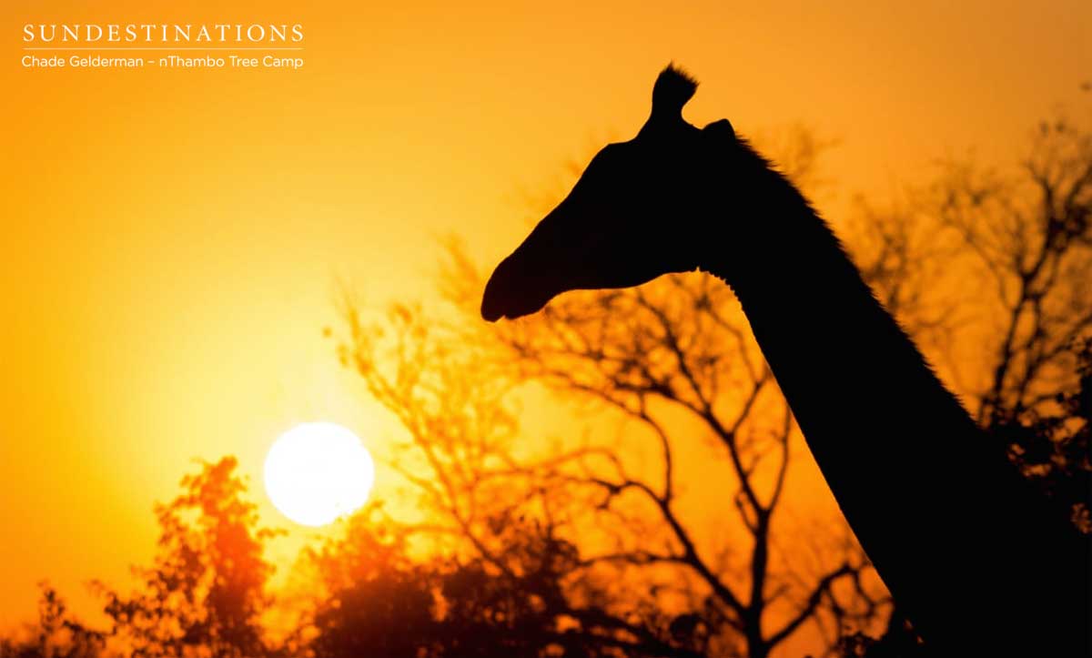Giraffe at nThambo Tree Camp Giraffe at nThambo Tree Camp