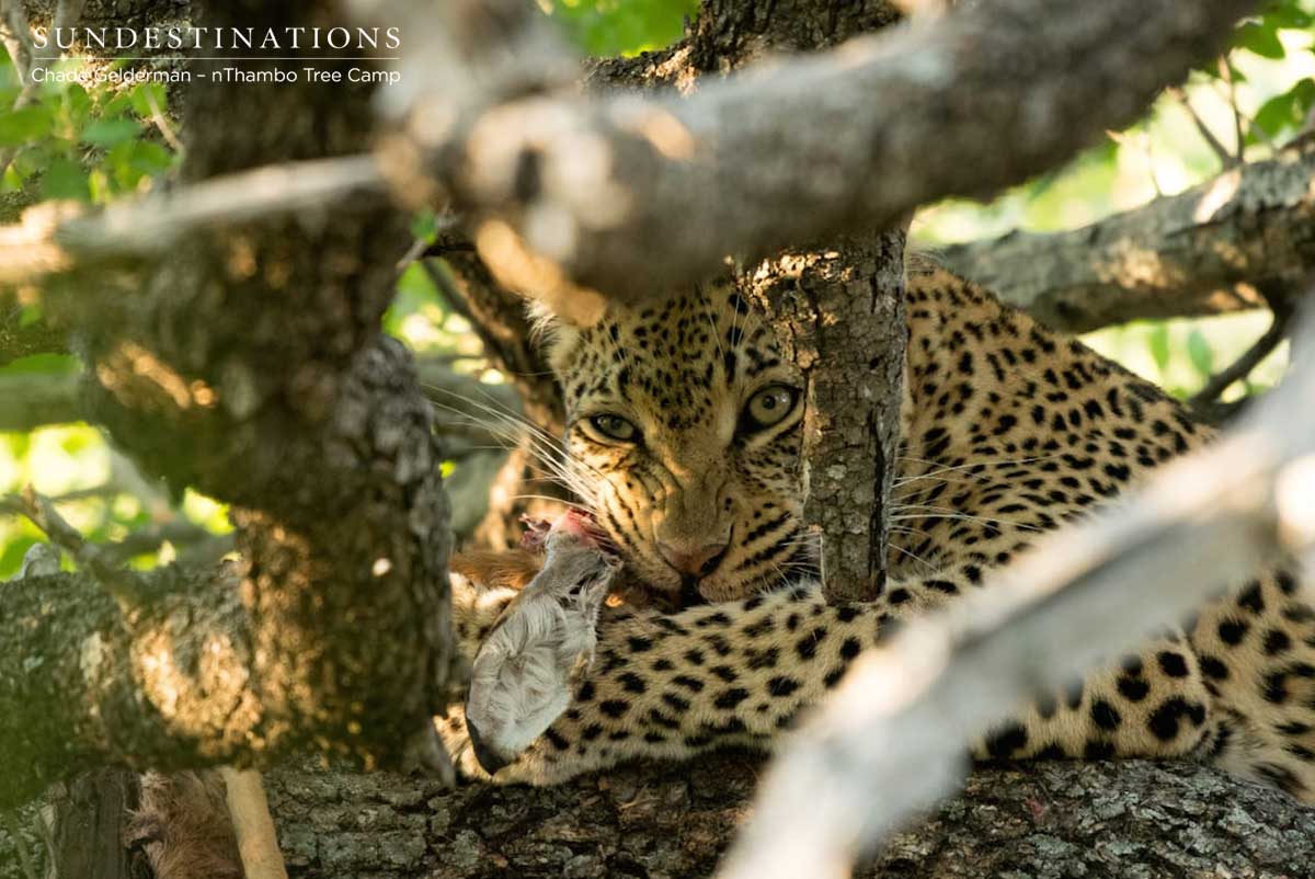 Leopard at nThambo Tree Camp Leopard at nThambo Tree Camp