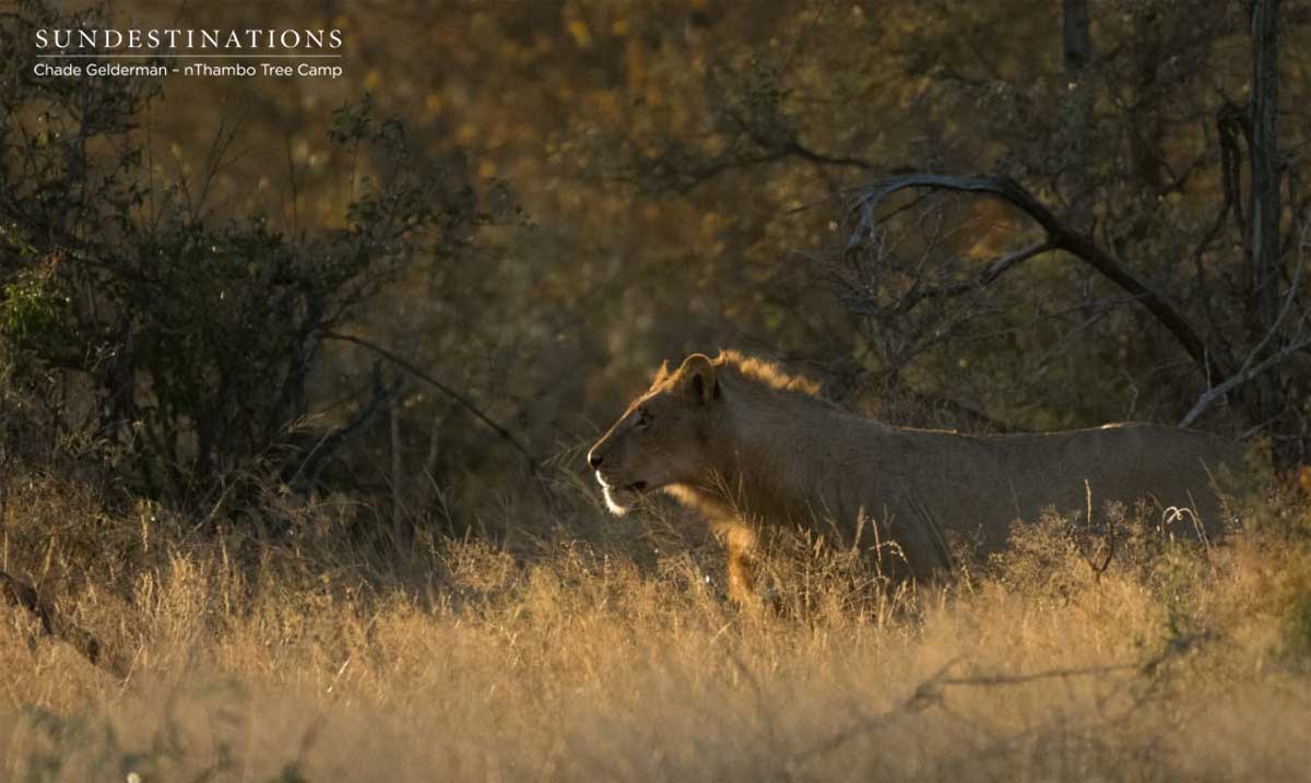 nThambo Lion in Klaserie nThambo Lion in Klaserie