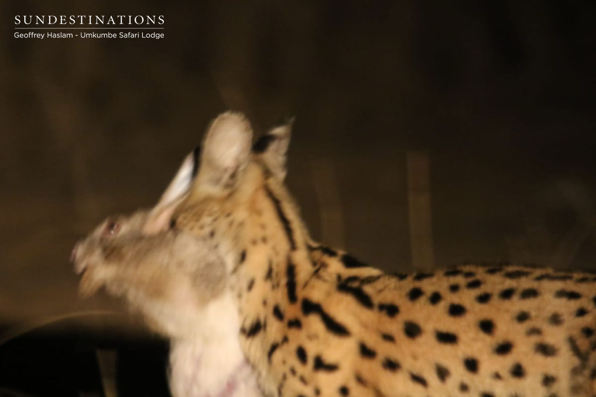 Serval with Kill Serval with Kill