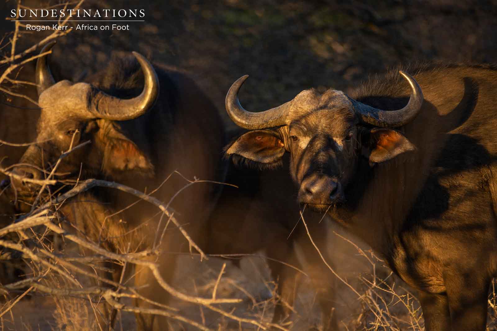Buffalo at Africa on Foot Buffalo at Africa on Foot