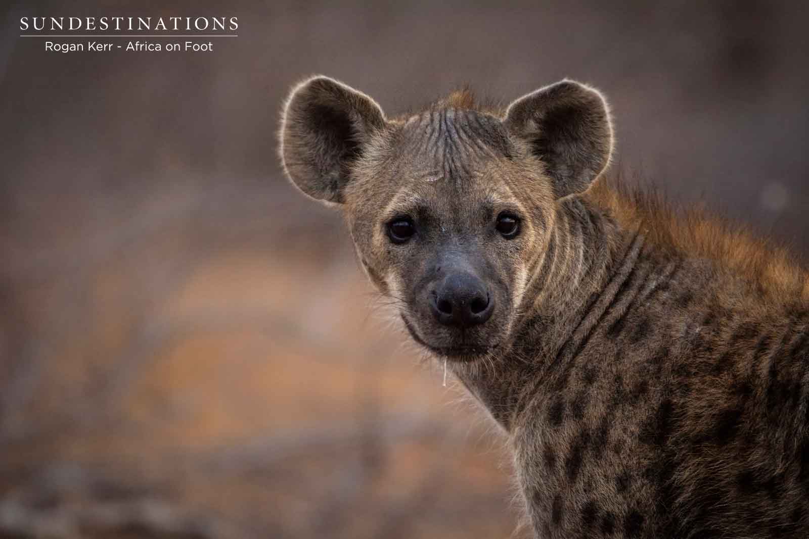 Hyena Africa on Foot Hyena Africa on Foot
