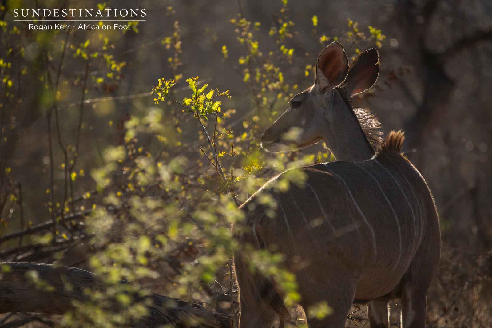 Kudu Cow Africa on Foot Kudu Cow Africa on Foot