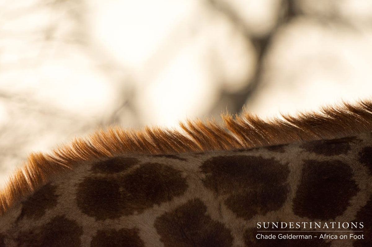 Giraffe at Africa on Foot Giraffe at Africa on Foot