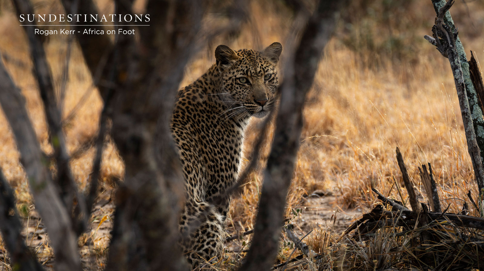 Leopards Africa on Foot Leopards Africa on Foot
