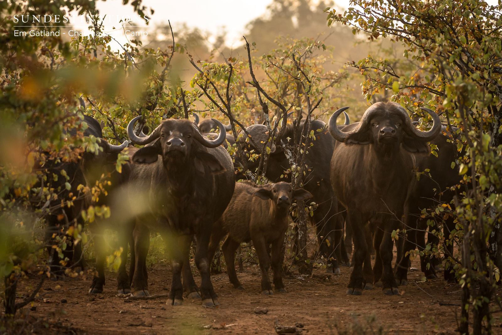 Buffalo Herd Chacma Bush Camp Buffalo Herd Chacma Bush Camp