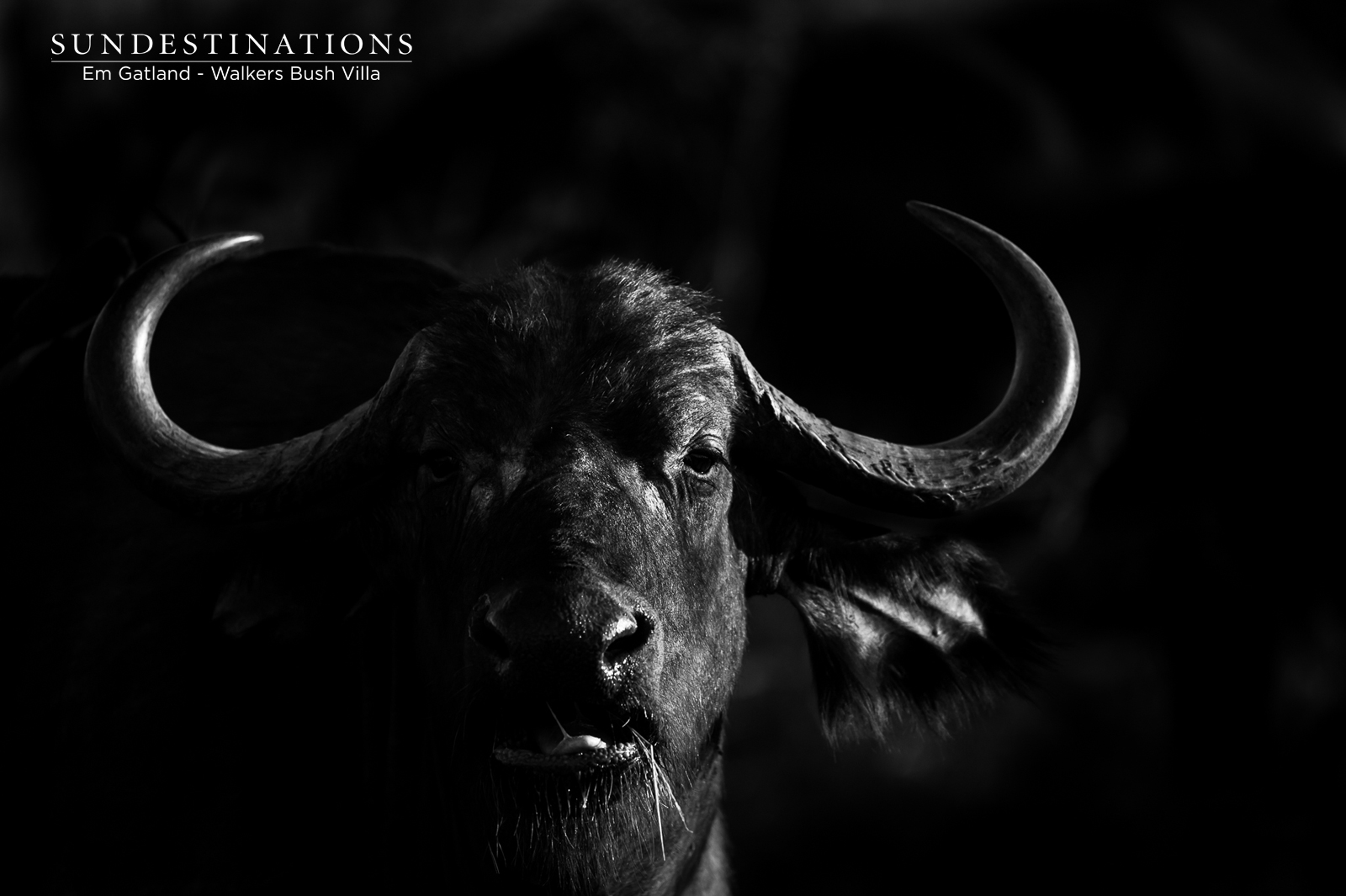 Walkers Bush Villa Buffalo Walkers Bush Villa Buffalo