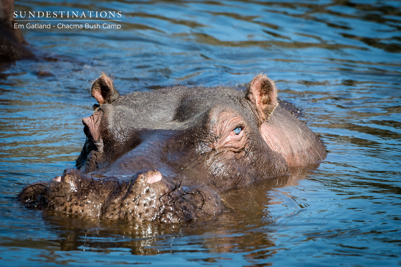 Hippo at Chacma Bush Camp Hippo at Chacma Bush Camp
