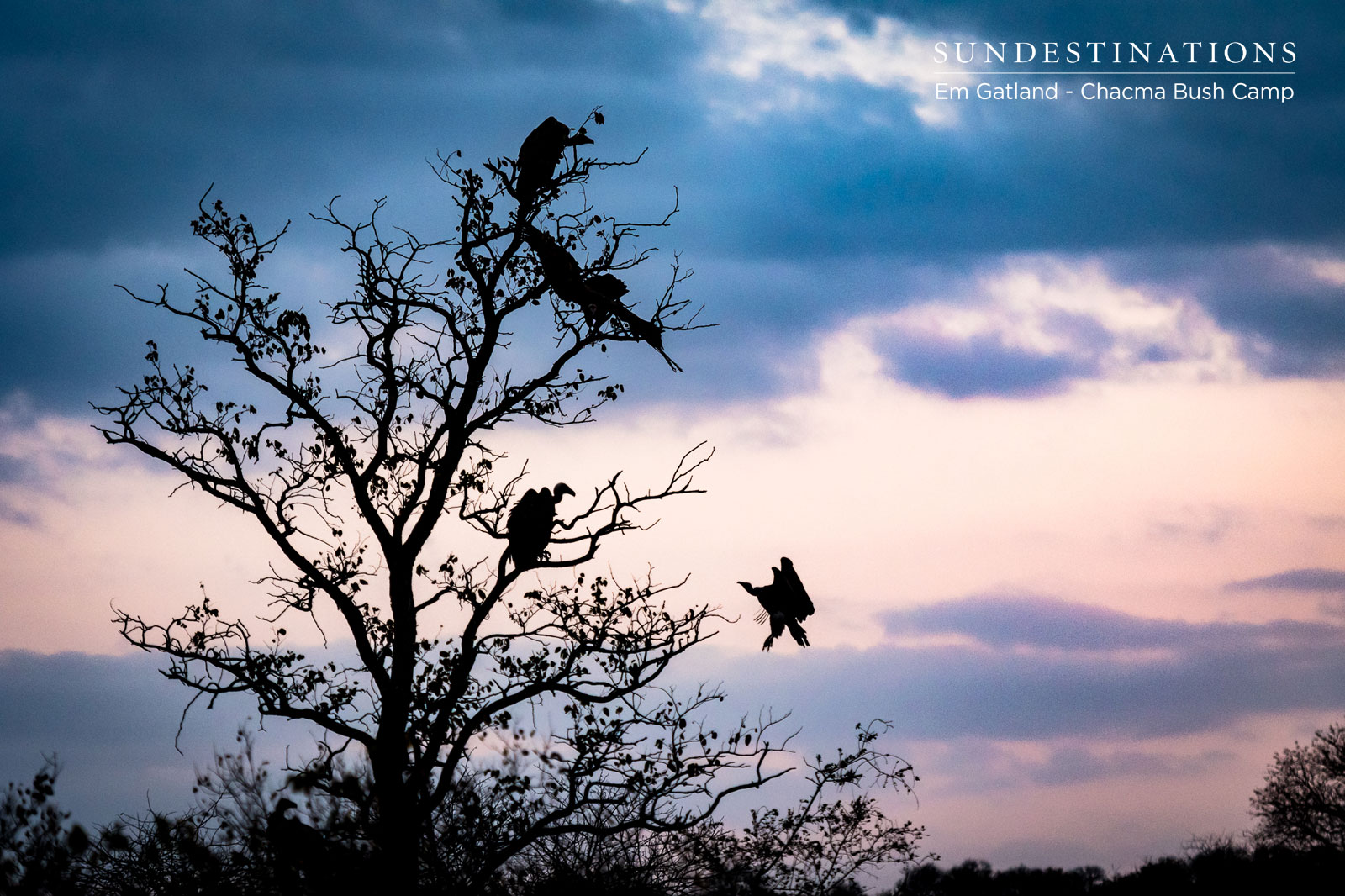 Vultures at Chacma Bush Camp Vultures at Chacma Bush Camp
