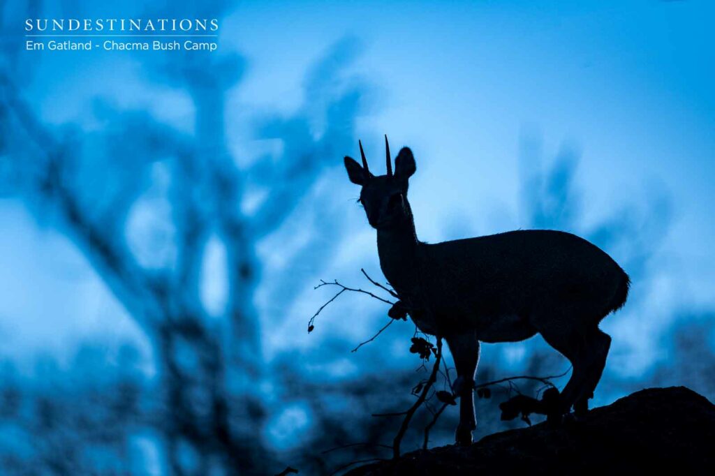 Duiker at Chacma