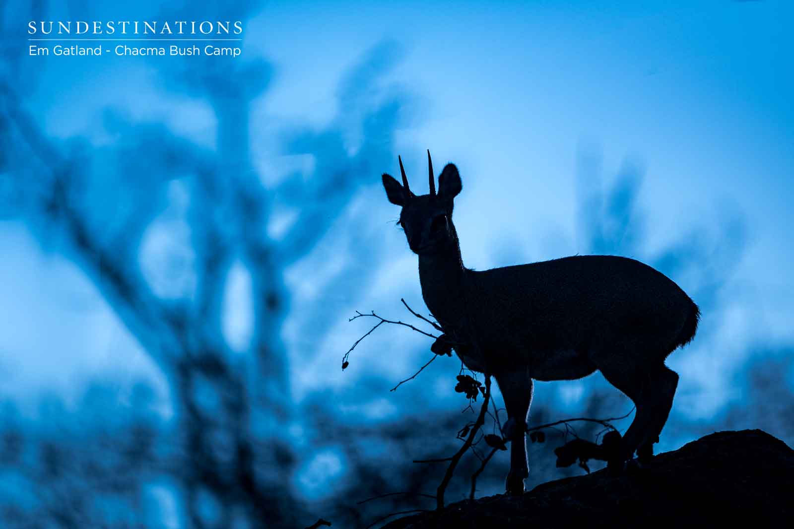Duiker at Chacma Duiker at Chacma