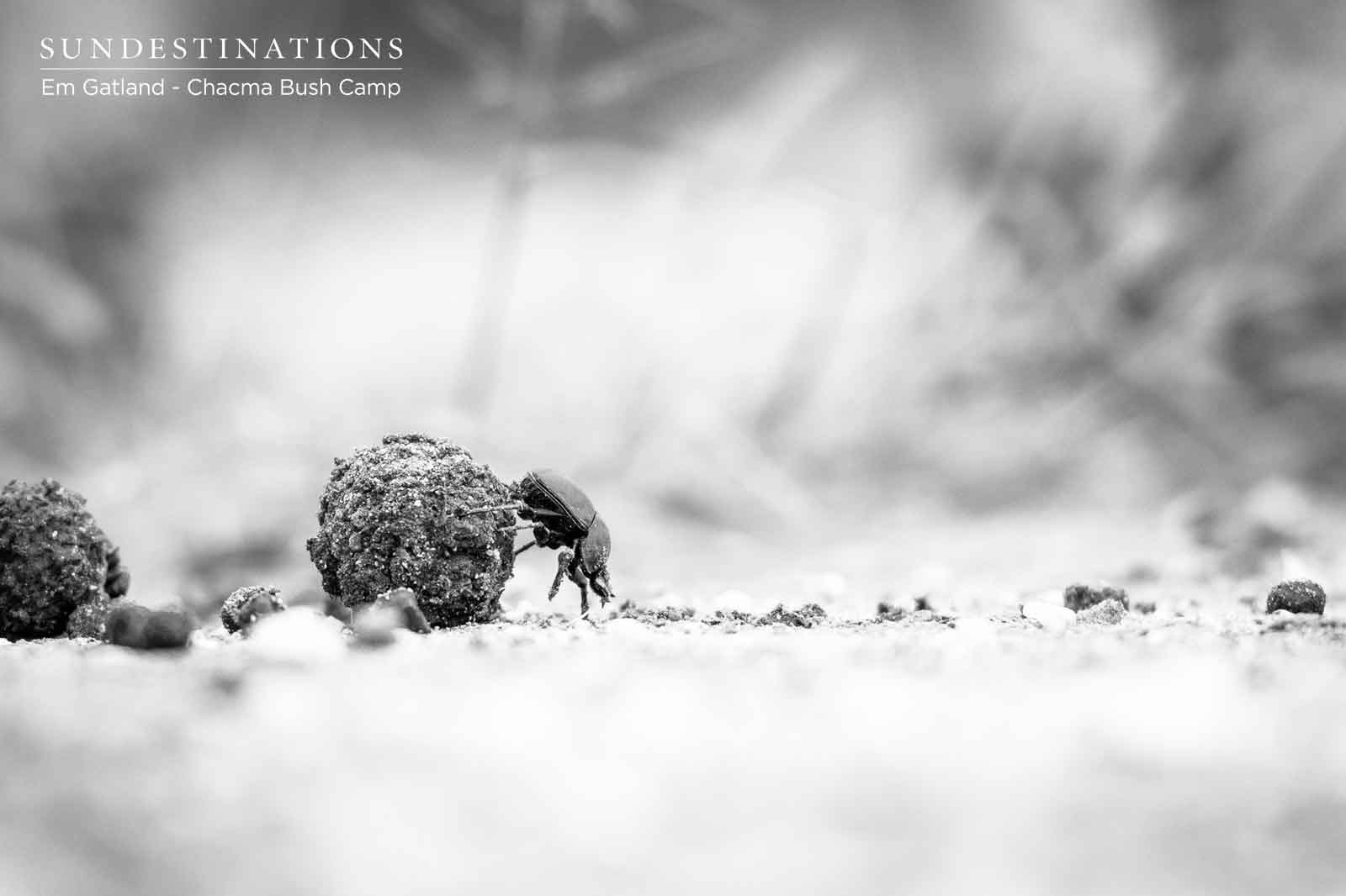 Dung Beetle at Chacma Dung Beetle at Chacma