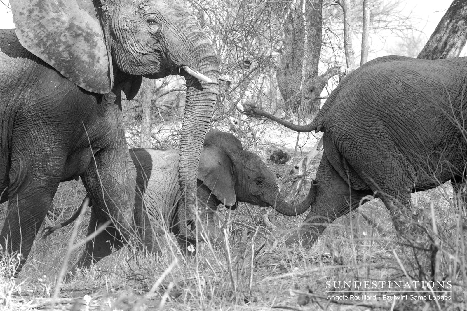 Elephants at Ezulwini Elephants at Ezulwini
