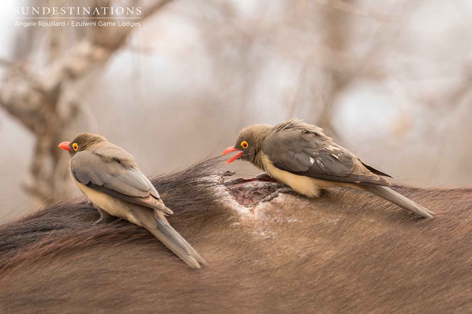 Oxpeckers on Hide Oxpeckers on Hide