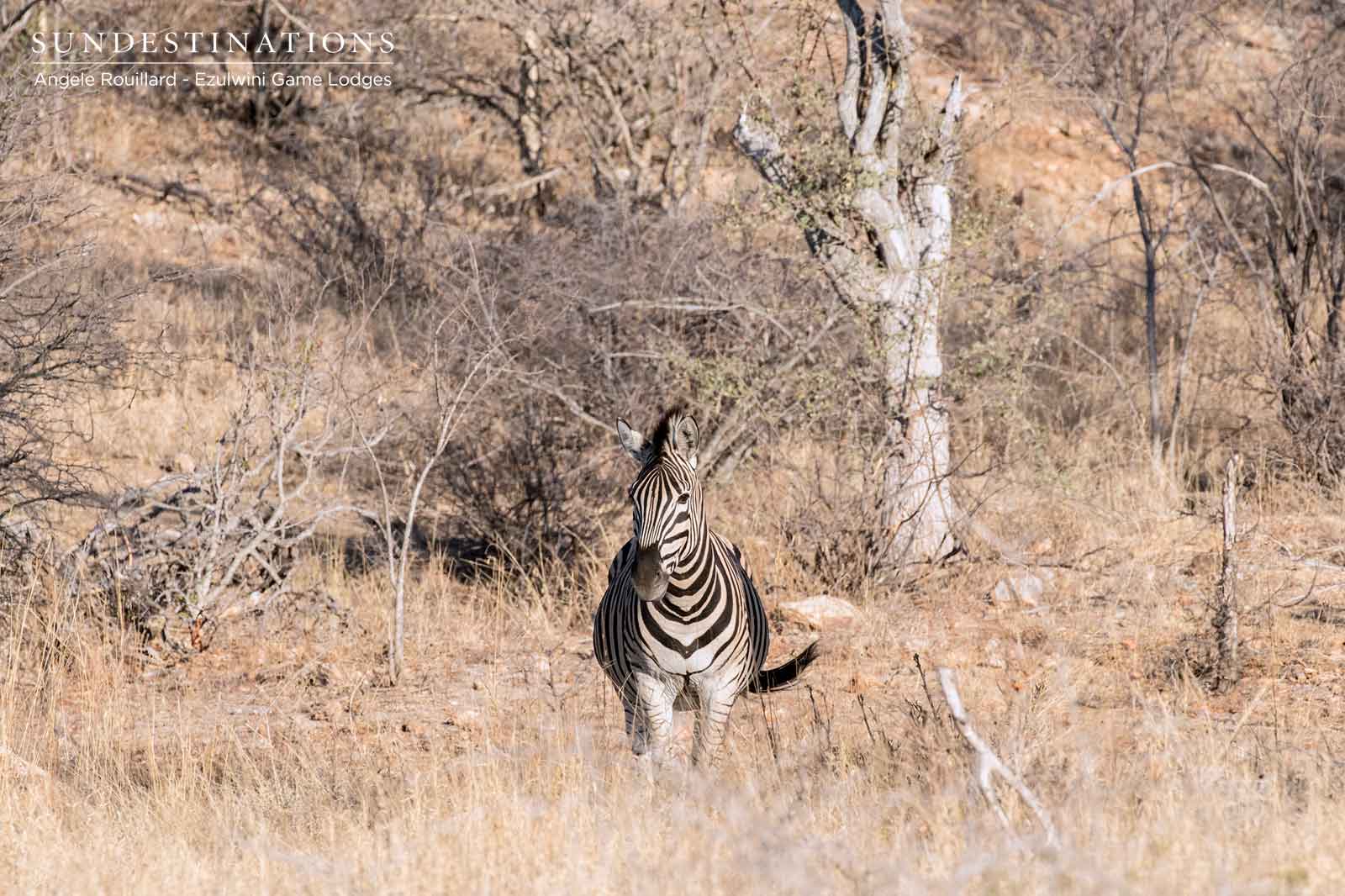 Zebra Ezulwini Balule Zebra Ezulwini Balule