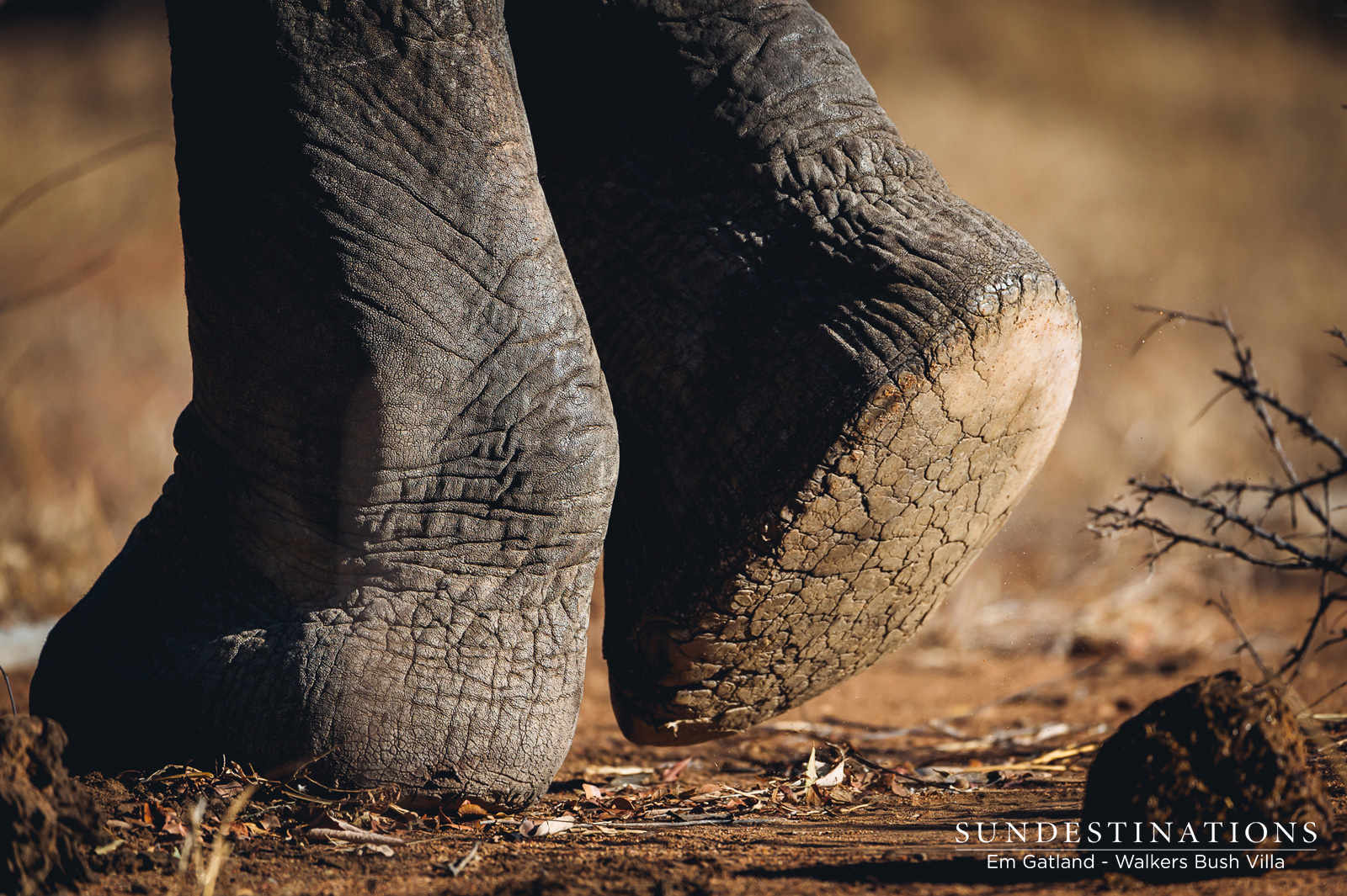 Elephant at Walkers Bush Villa Elephant at Walkers Bush Villa