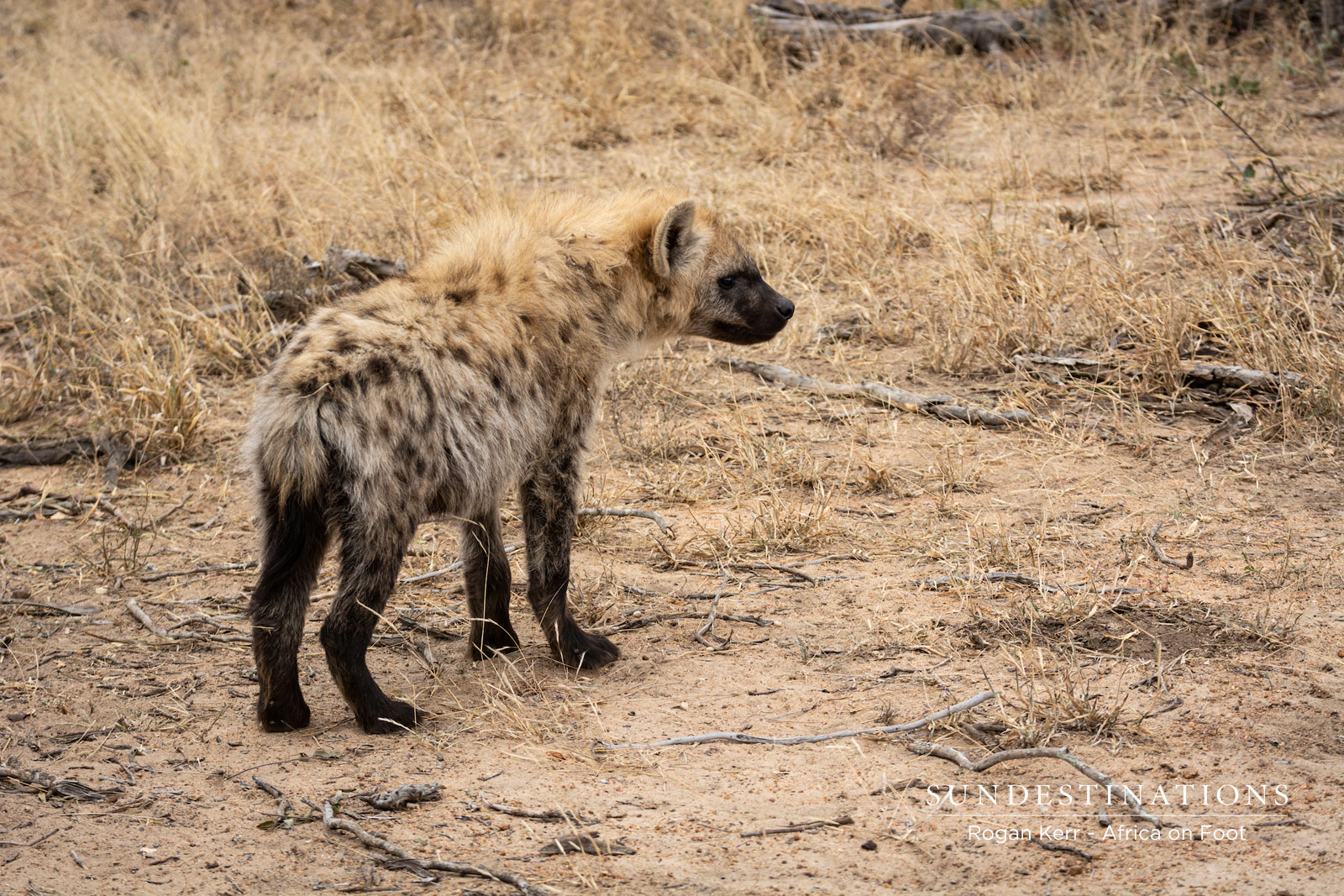 Africa on Foot Hyena Africa on Foot Hyena