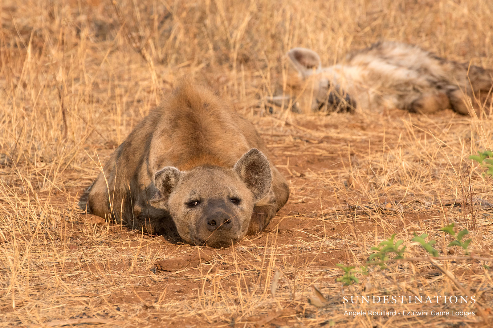 Hyena Ezulwini Game Lodges Hyena Ezulwini Game Lodges