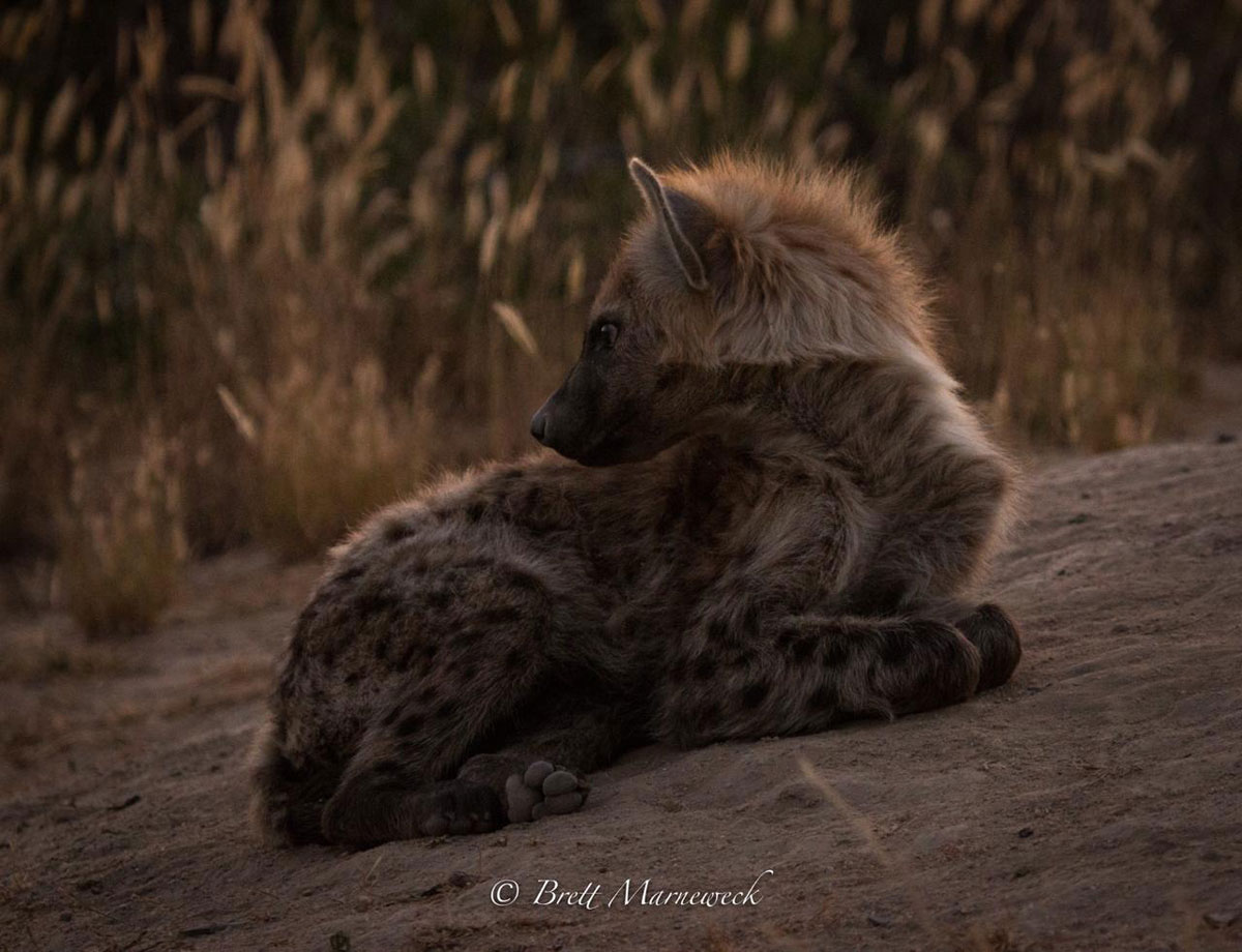 Hyena Nsala Safari Camp Hyena Nsala Safari Camp