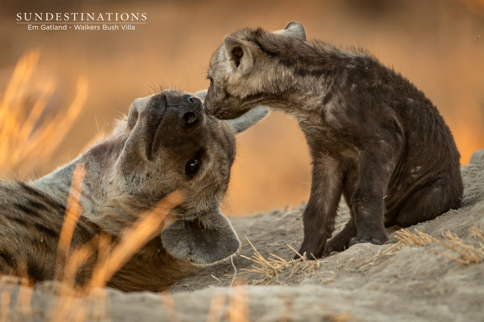 Hyena Cubs with Mother Hyena Cubs with Mother