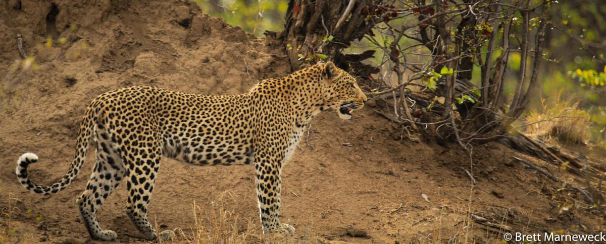 Leopard Nsala Safari Camp Leopard Nsala Safari Camp