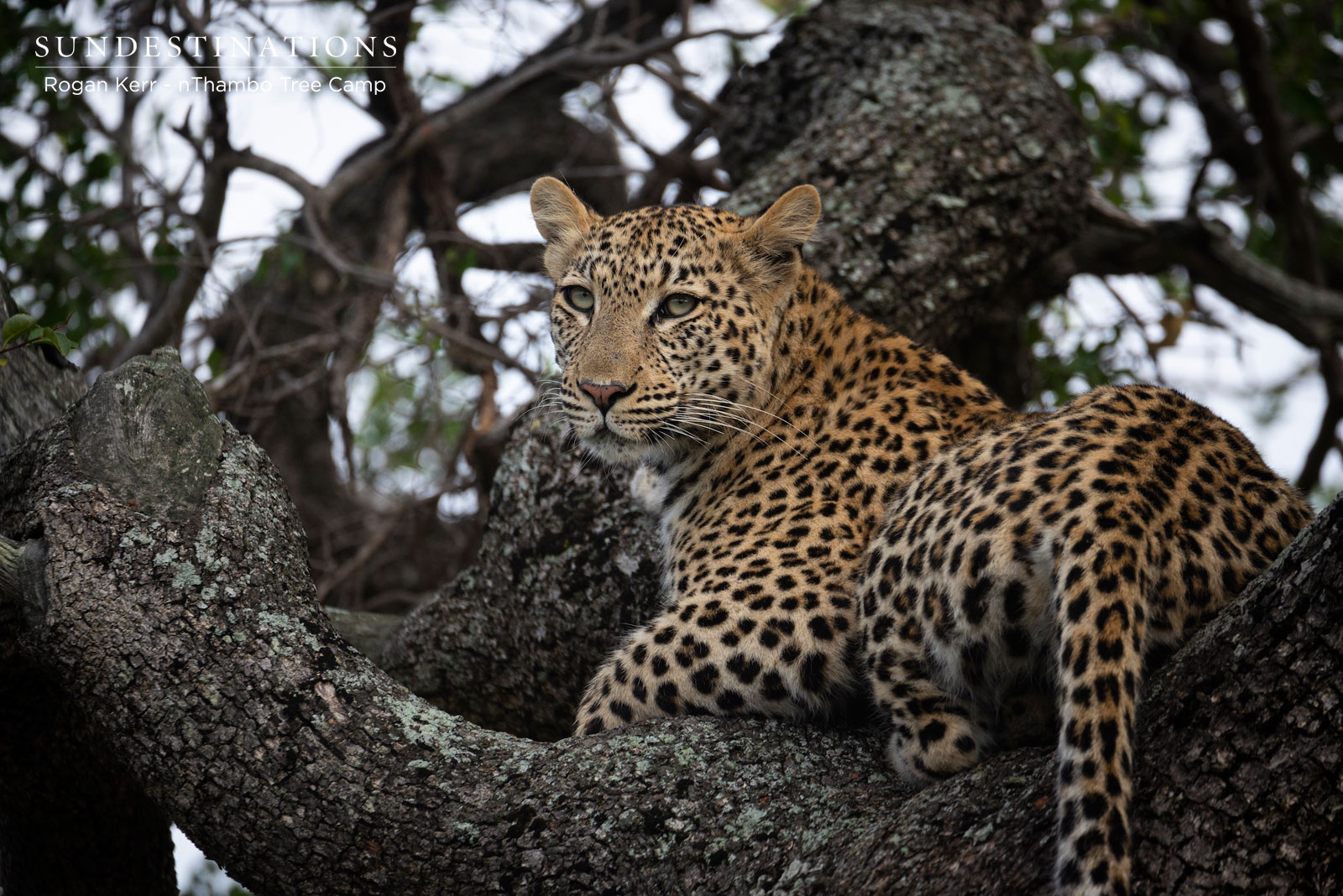 nThambo Leopard Sighting nThambo Leopard Sighting