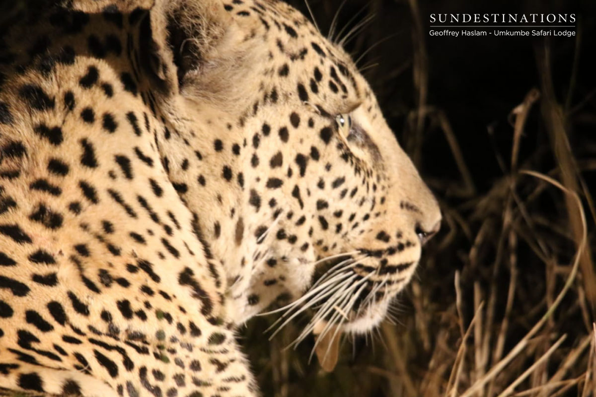 Umkumbe Leopard Umkumbe Leopard