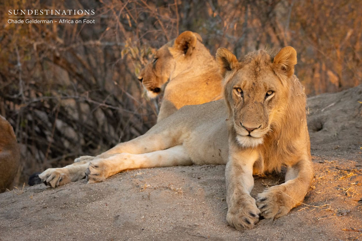 Unknown Lions at Africa on Foot Unknown Lions at Africa on Foot