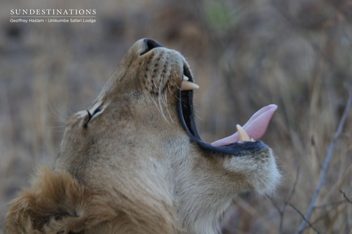 Southern Pride of Lions Umkumbe Southern Pride of Lions Umkumbe