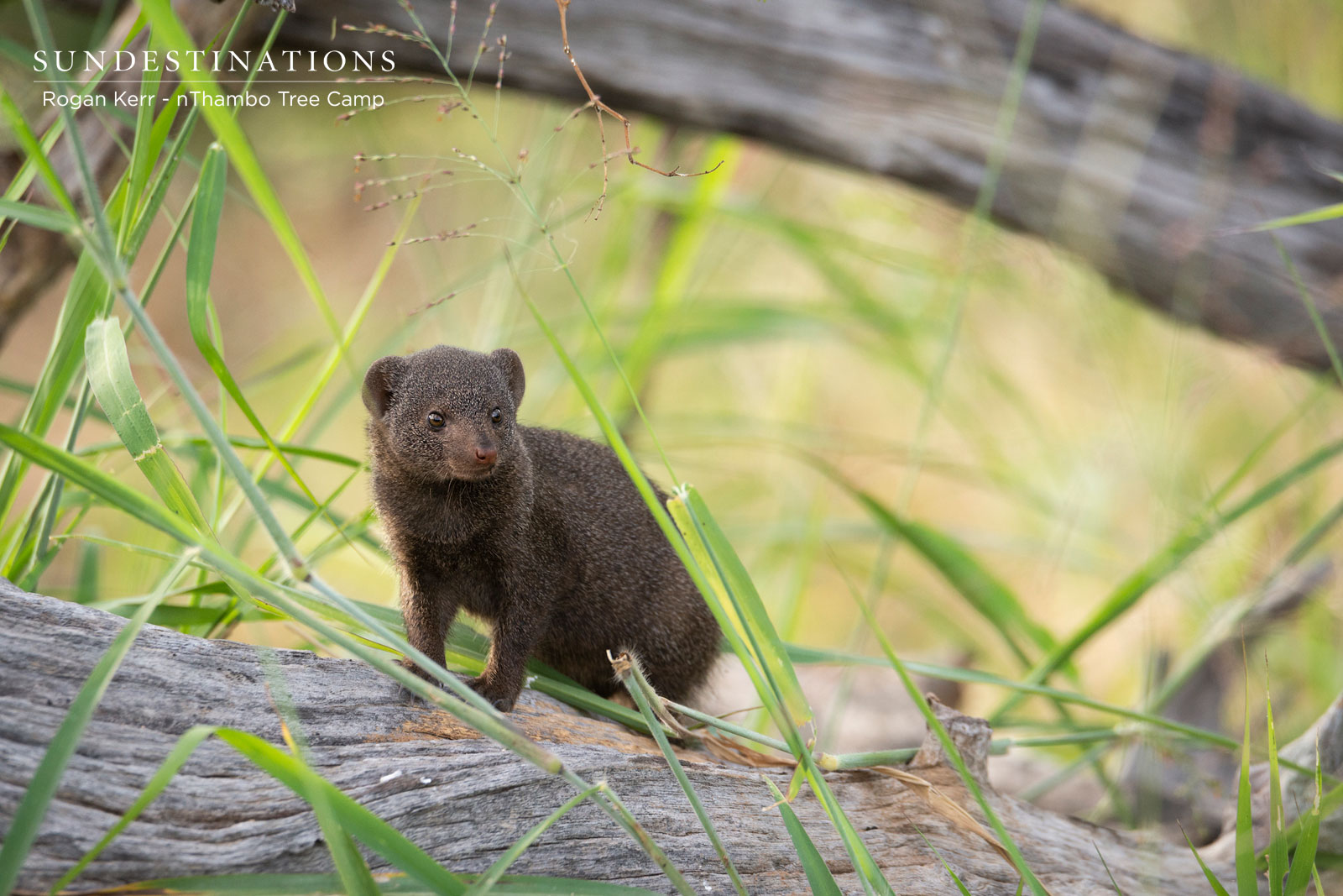 Dwarf Mongoose Klaserie Dwarf Mongoose Klaserie