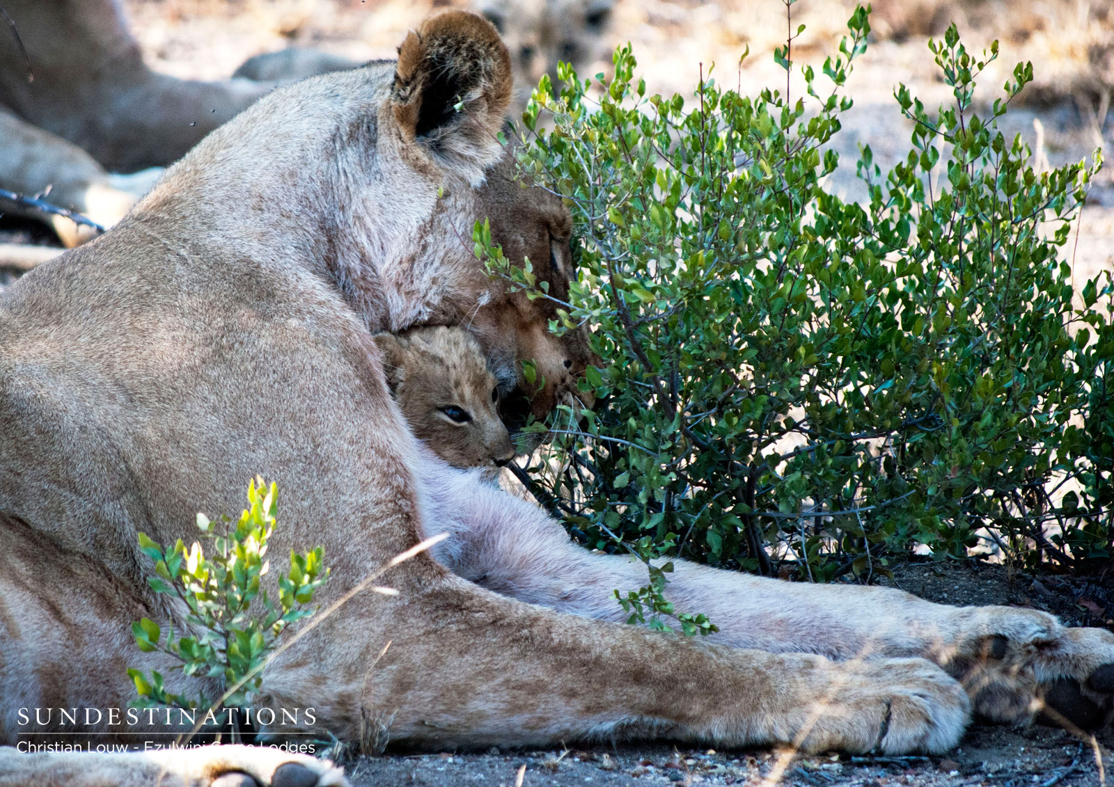 Mother and Cub at Ezulwini Mother and Cub at Ezulwini