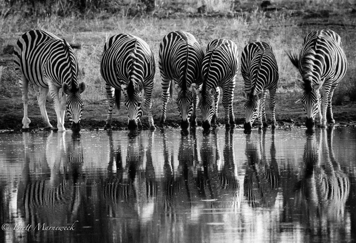 Zebra Drinking at Waterhole Zebra Drinking at Waterhole