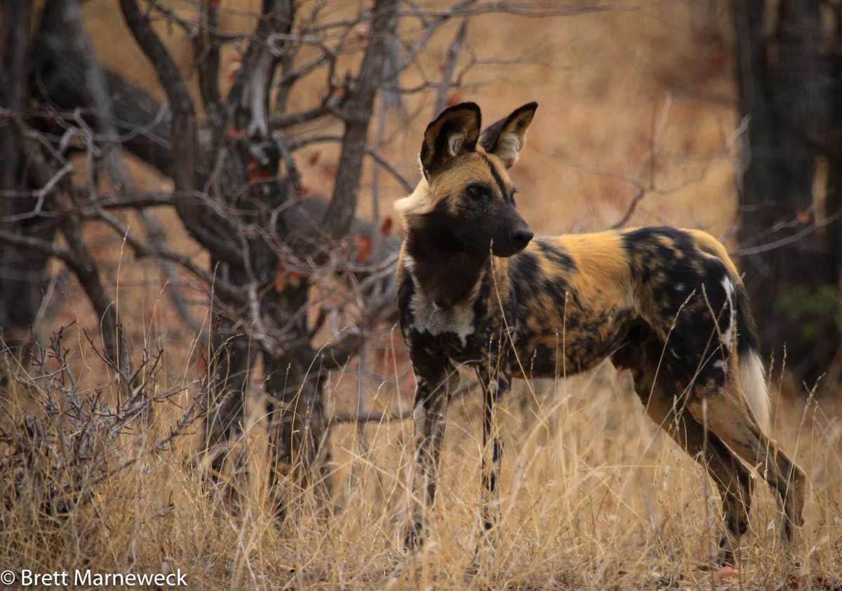 Wild Dogs at Nsala Safari Camp Wild Dogs at Nsala Safari Camp