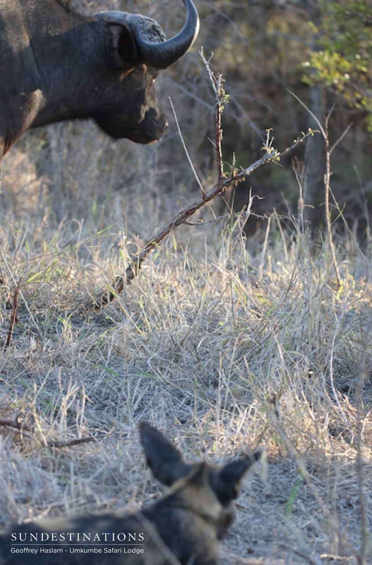 Buffalo and Wild Dog at Umkumbe Buffalo and Wild Dog at Umkumbe