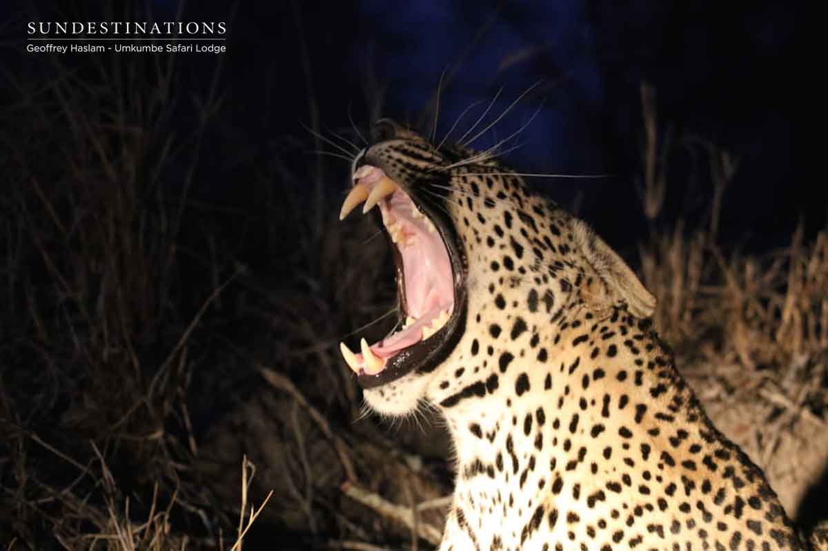 Umkumbe's Nweti Male Leopard Umkumbe's Nweti Male Leopard