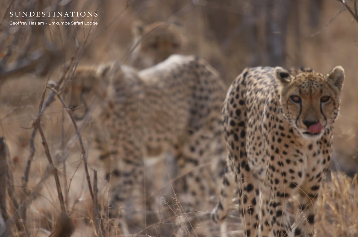 Cheetah at Umkumbe Safari Lodge Cheetah at Umkumbe Safari Lodge