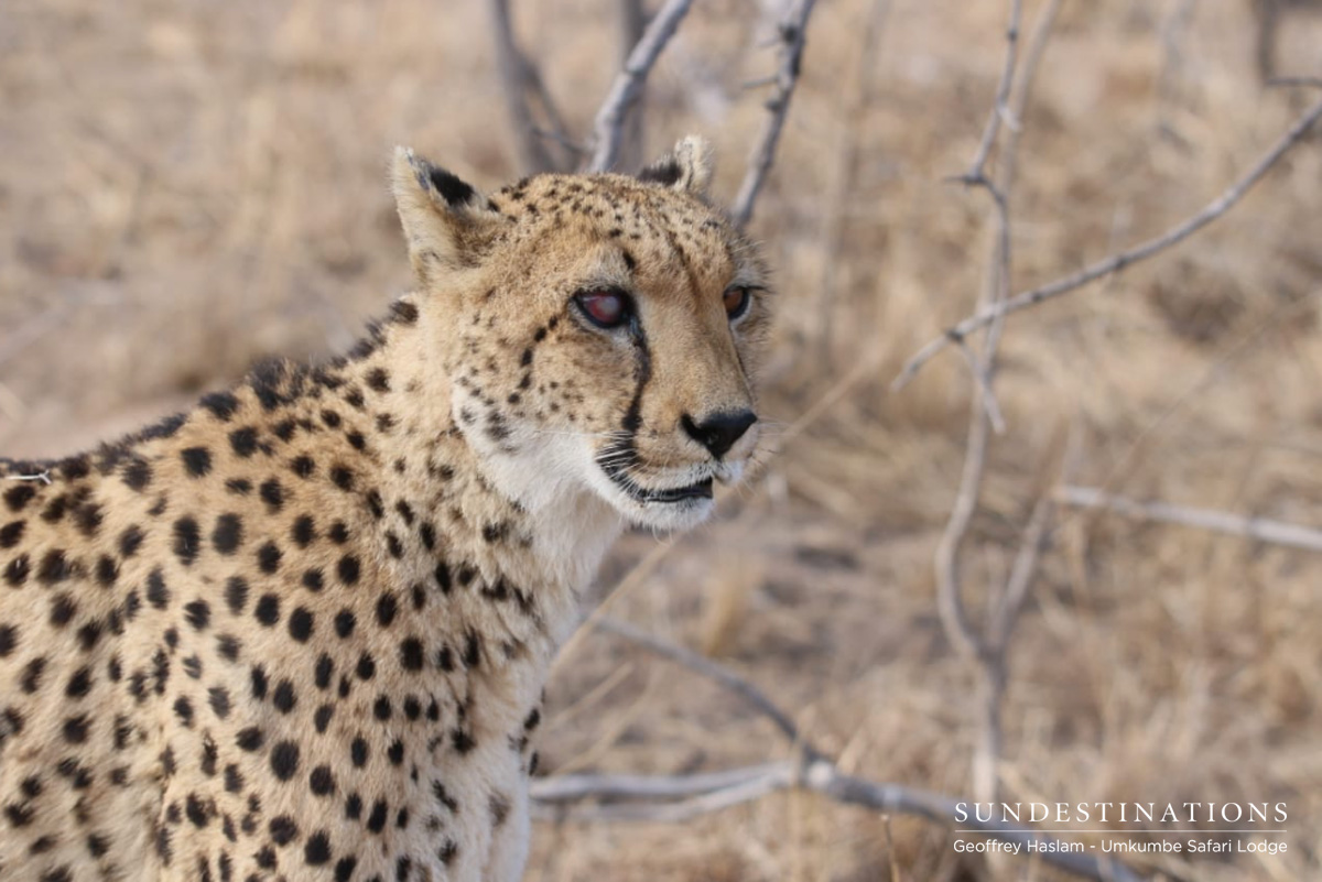 Lone Cheetah at Umkumbe Safari Lodge Lone Cheetah at Umkumbe Safari Lodge
