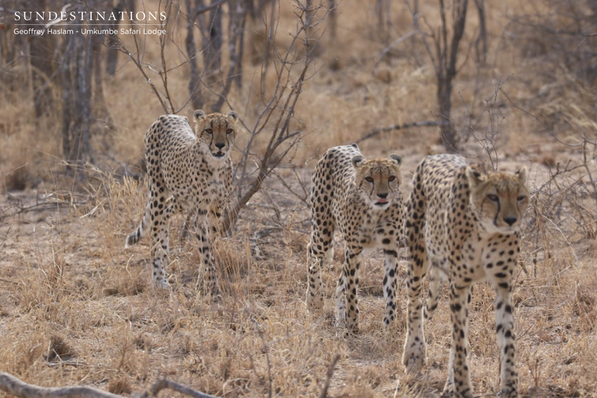 Umkumbe Cheetah in Sabi Sand Umkumbe Cheetah in Sabi Sand