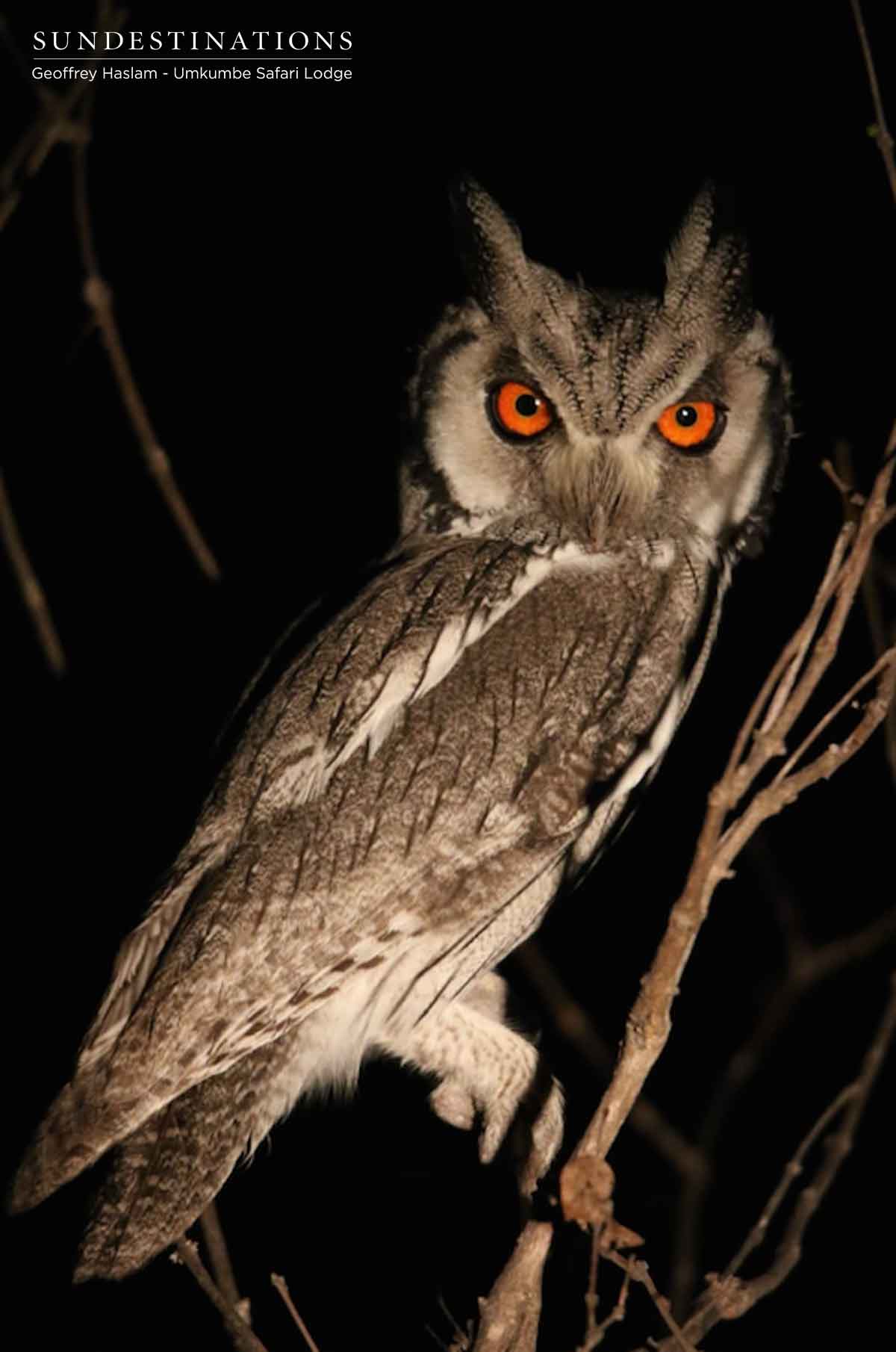 White-faced Scops Owl White-faced Scops Owl