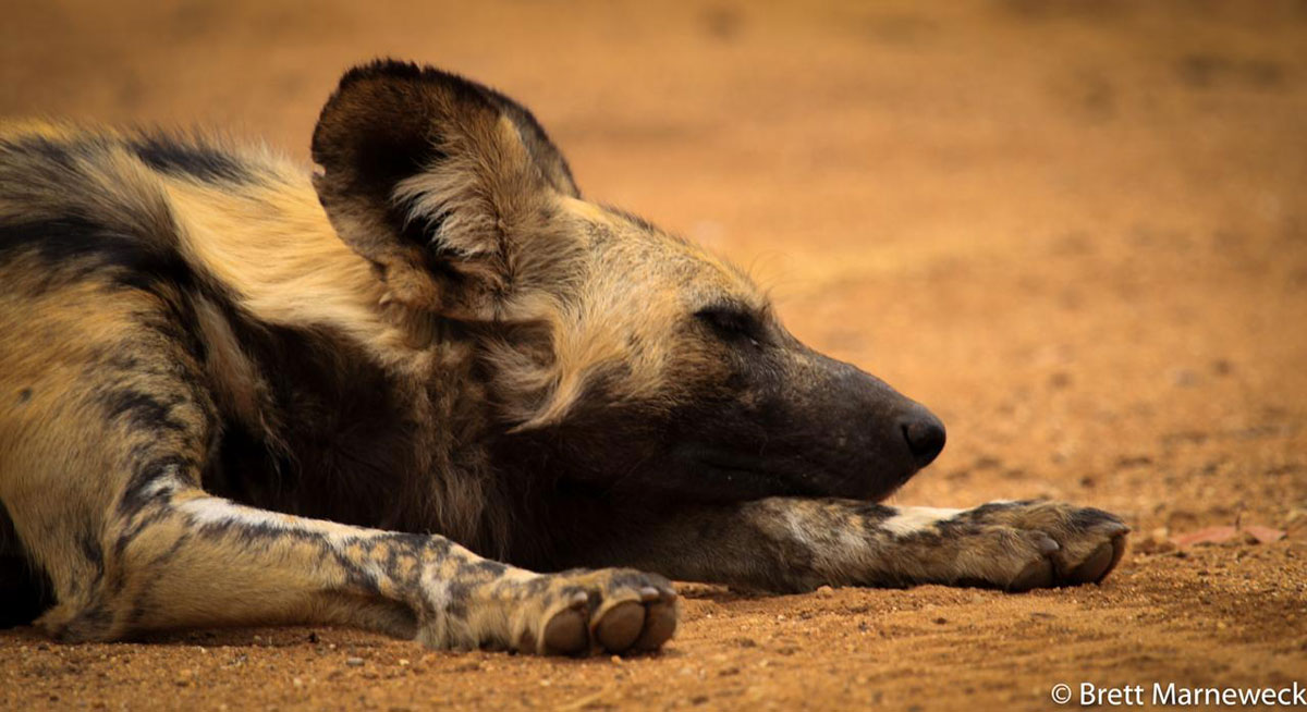 Wild Dog in Nsala Wild Dog in Nsala
