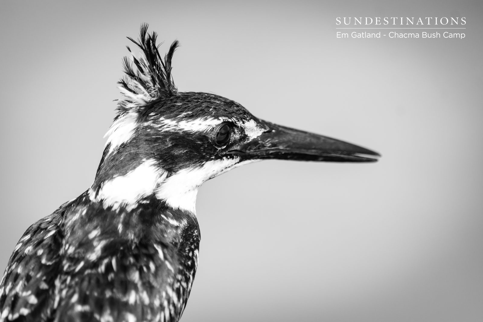 Pied Kingfisher Chacma Pied Kingfisher Chacma