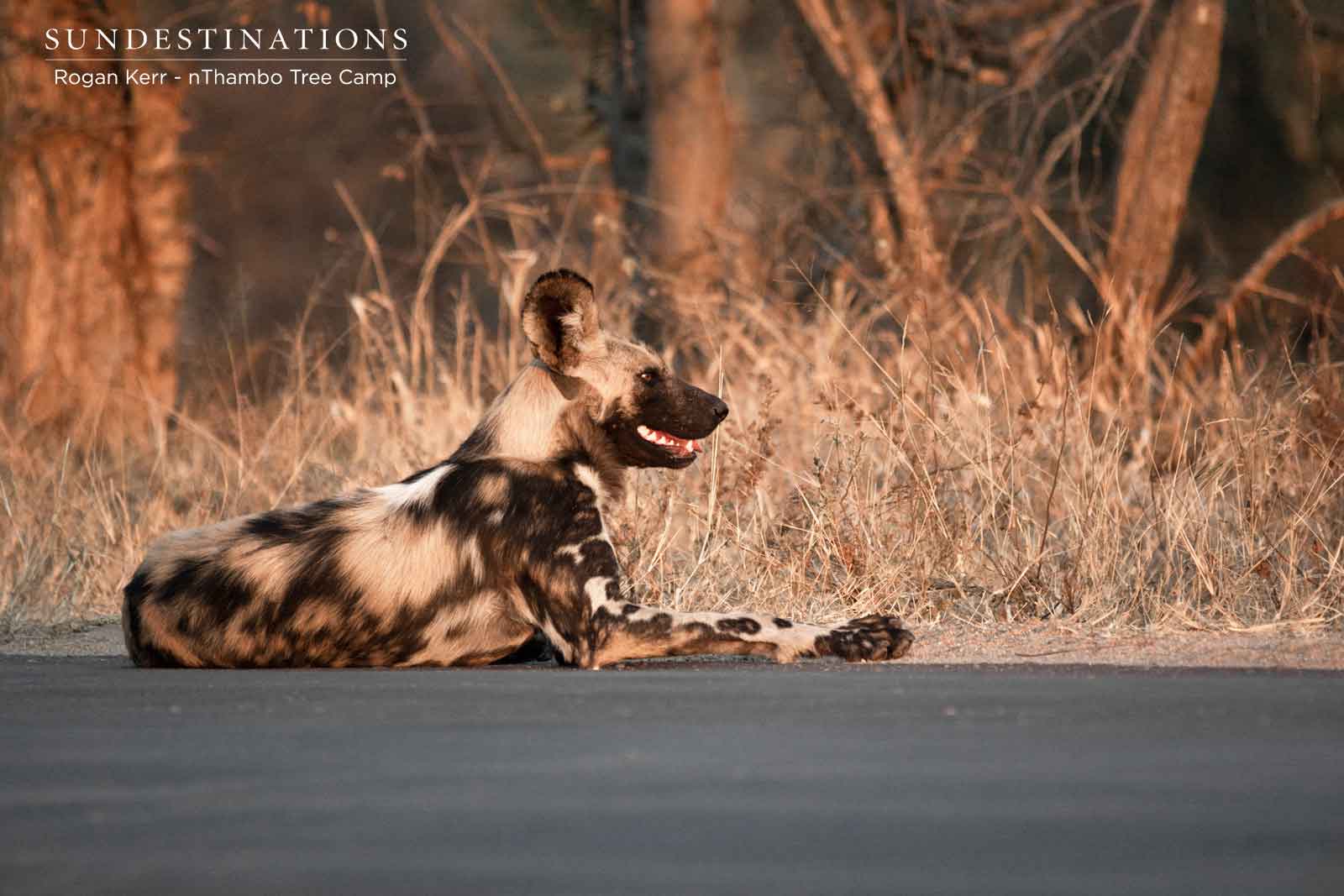nThambo Tree Camp Wild Dogs nThambo Tree Camp Wild Dogs