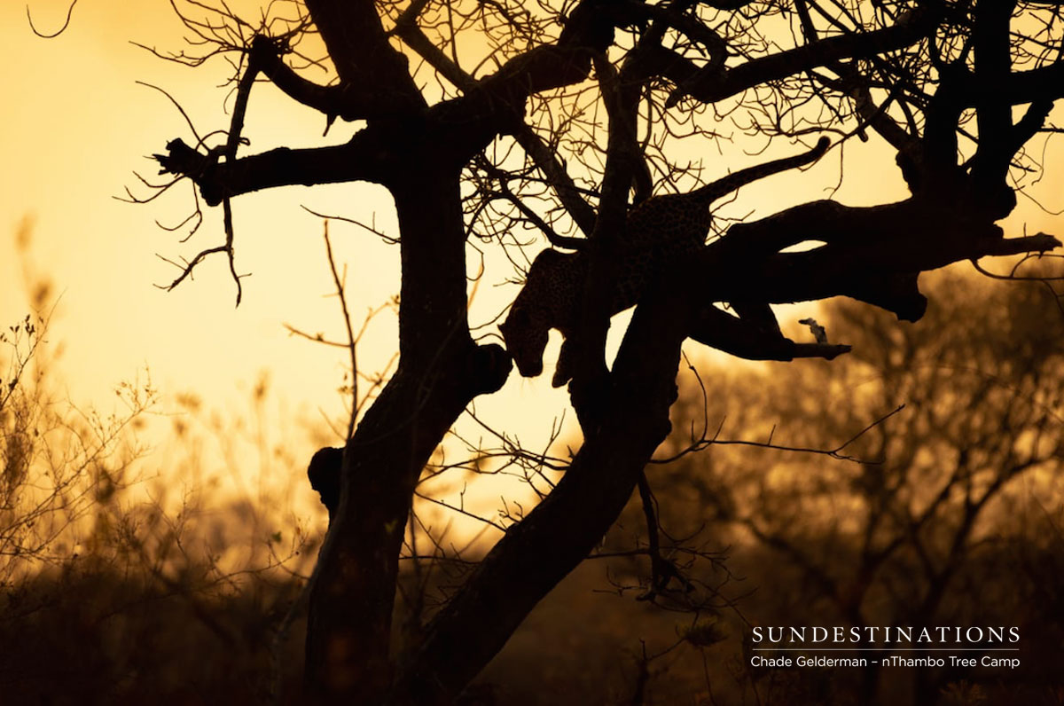 Leopard in Tree at nThambo Leopard in Tree at nThambo