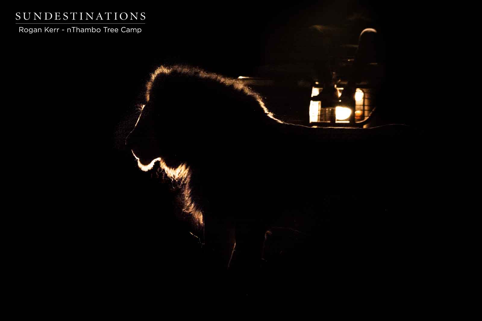 Lions at nThambo Tree Camp Lions at nThambo Tree Camp