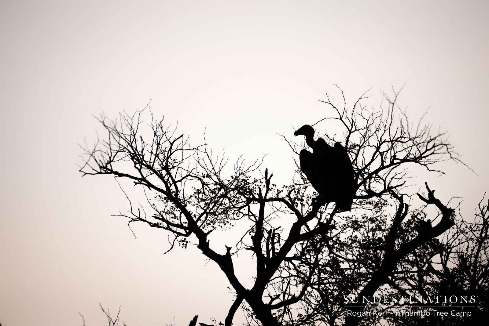 Vultures in Klaserie Vultures in Klaserie