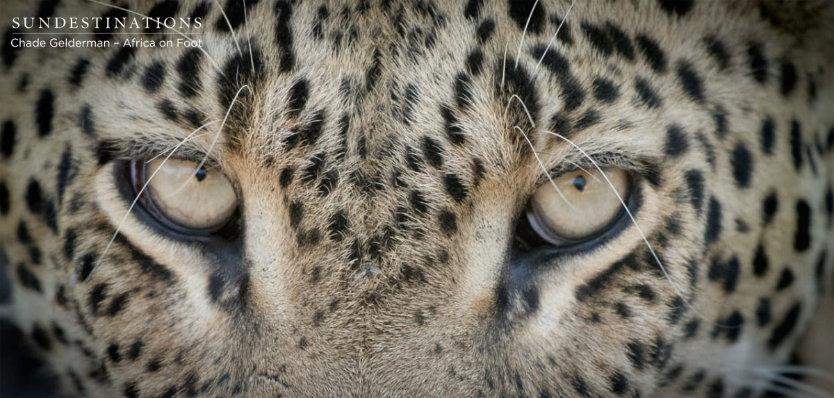 Africa on Foot Leopard Eyes Africa on Foot Leopard Eyes