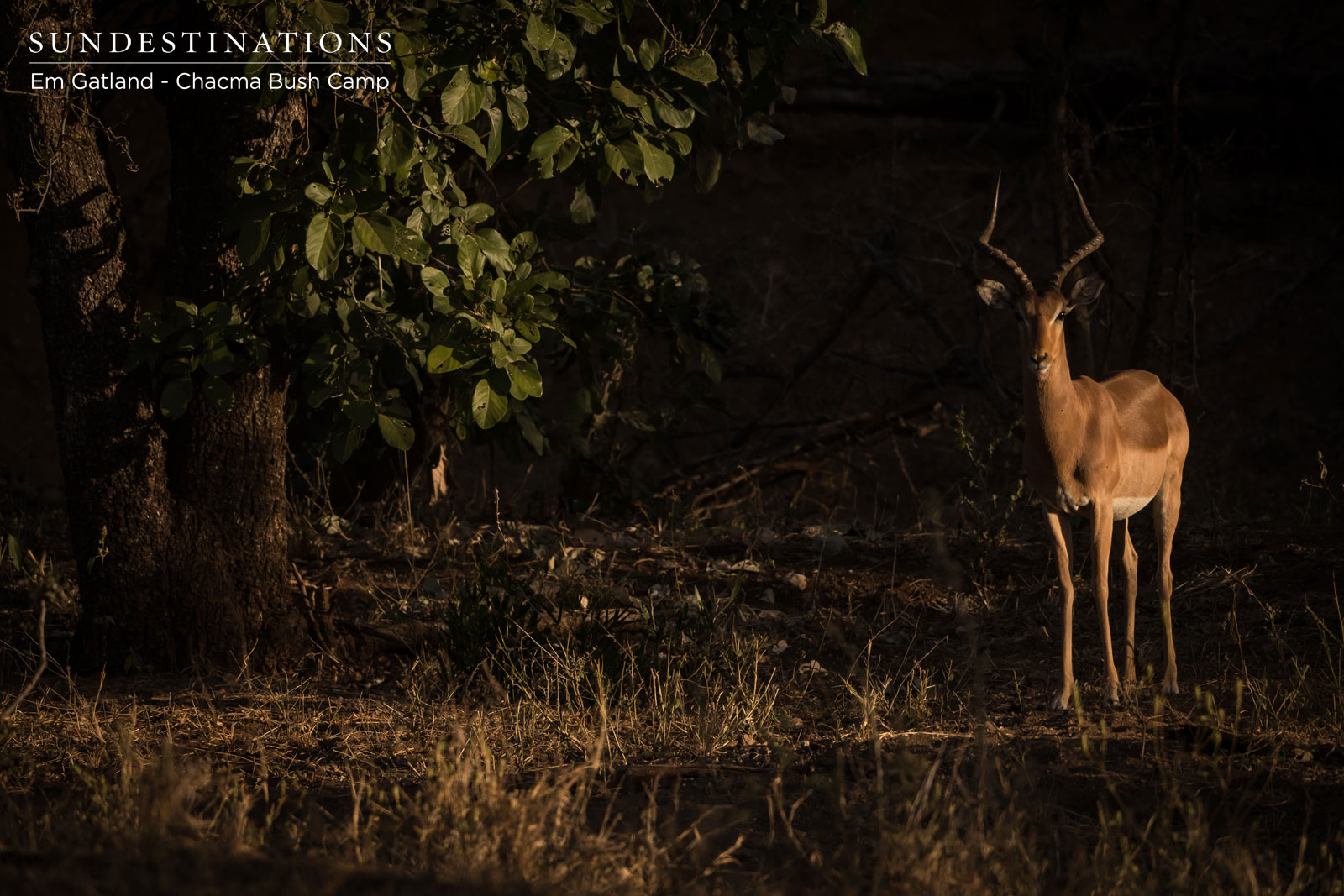 Chacma Bush Camp Impala Chacma Bush Camp Impala