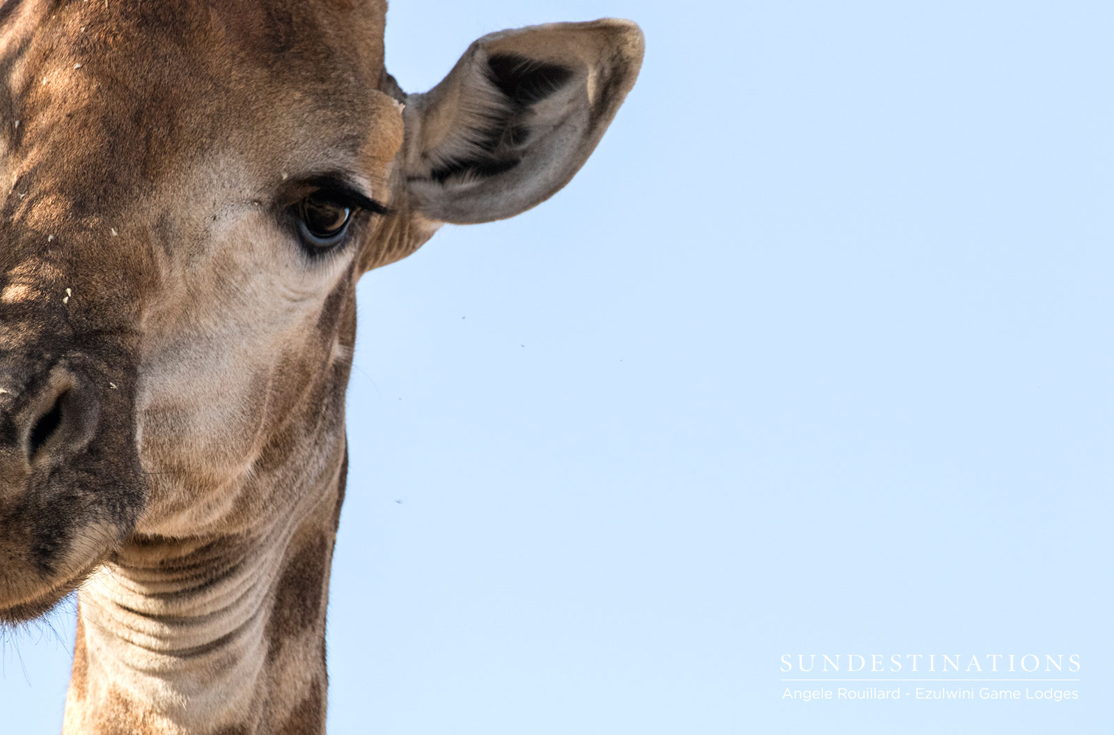 Giraffe at Ezulwini in Balule Giraffe at Ezulwini in Balule