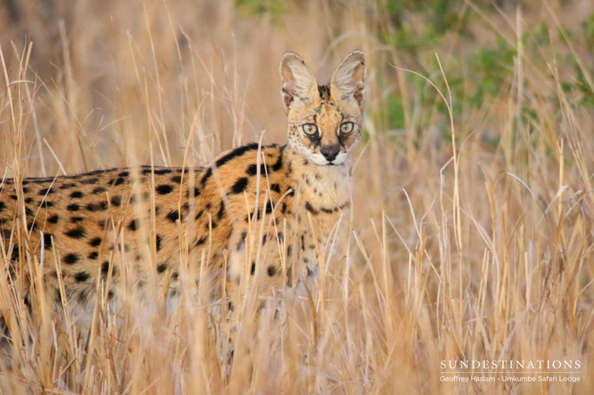 Serval at Umkumbe Serval at Umkumbe